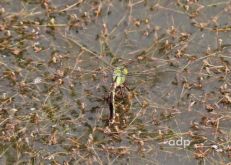Bookham Common, July 2011, immature female Emperor Dragonfly ovipositing. IMG_3254 qstw800c ovipositing imm f Emp BC.jpg